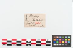 Etiketten zu Bärenzahnanhänger (NHMW-PRAE-025094)